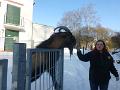 Bild (87)
