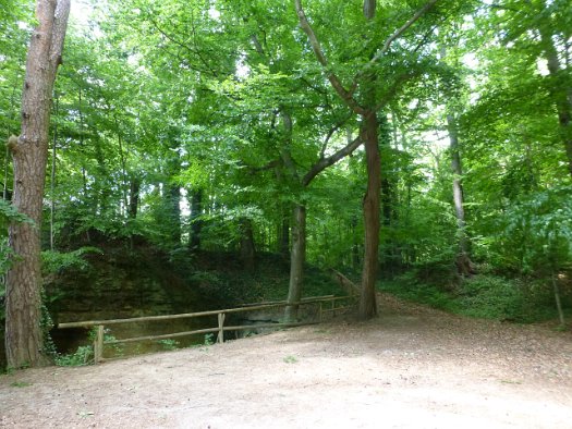 Der Forchheimer Kellerwald (20)