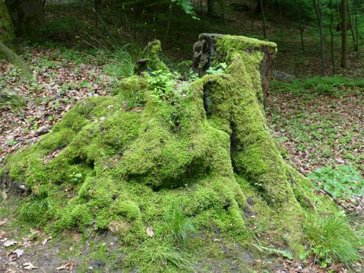 Der Forchheimer Kellerwald (5)